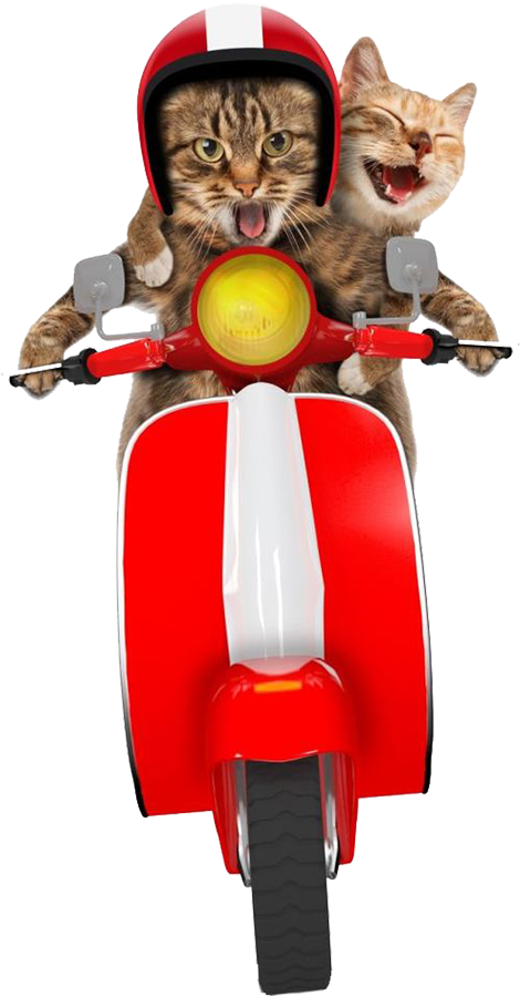 эндуро кот едет на скутере Grido из Мотодома